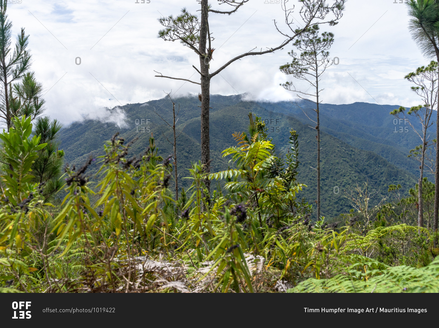 America, Caribbean, Greater Antilles, Dominican Republic, Jarabacoa, Manabao, view over the mountain landscape of the Jose A. Bermudez National Park