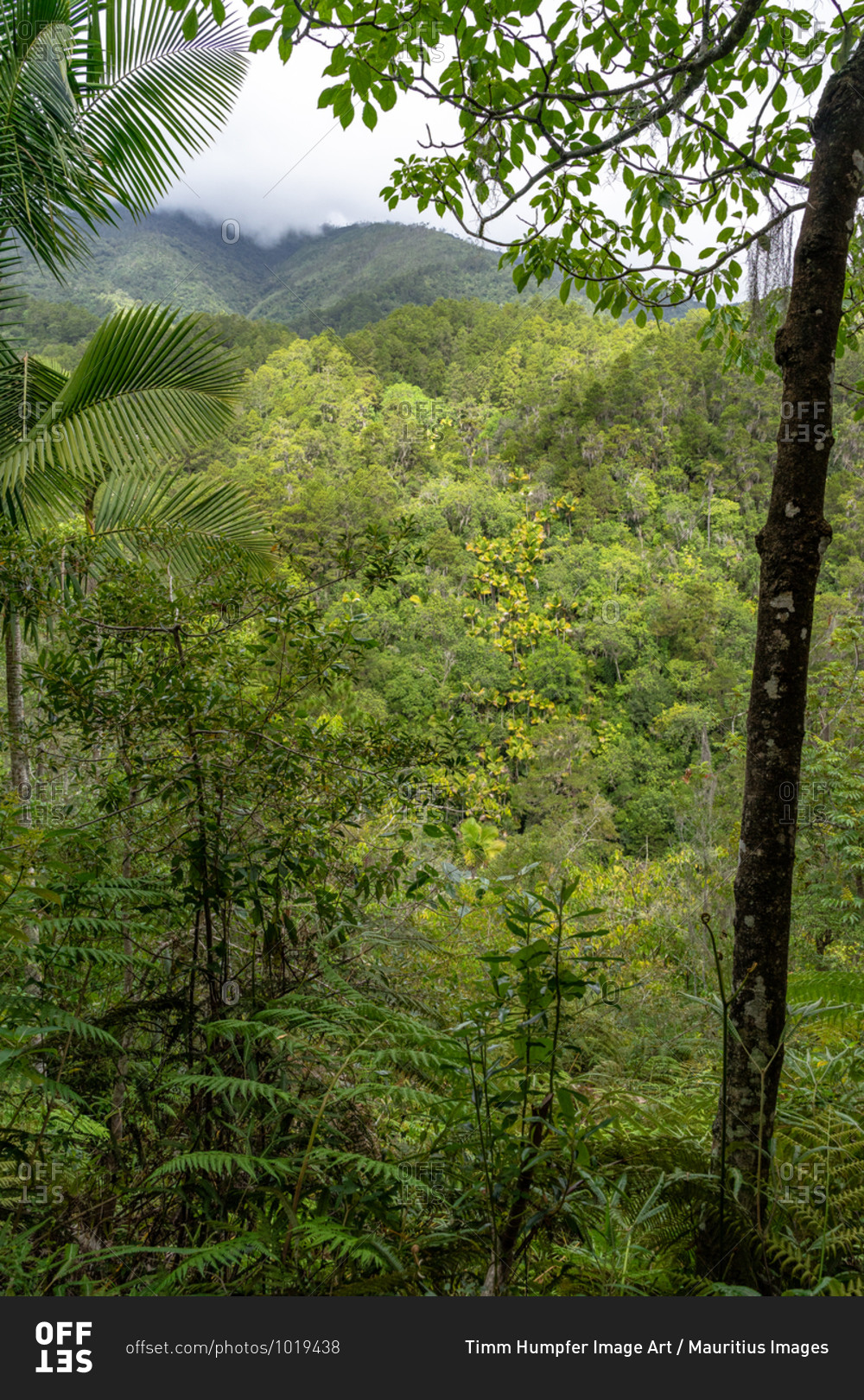 Greater Antilles, Dominican Republic, Jarabacoa, Manabao, Parque Nacional Jose Armando Bermudez, Pico Duarte, view over the dense mountain forest in the Jose A. Bermudez National Park