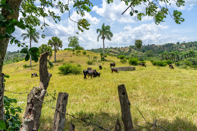 Greater Antilles, Dominican Republic, Santiago, cows in a pasture near Santiago de los 30 Caballeros