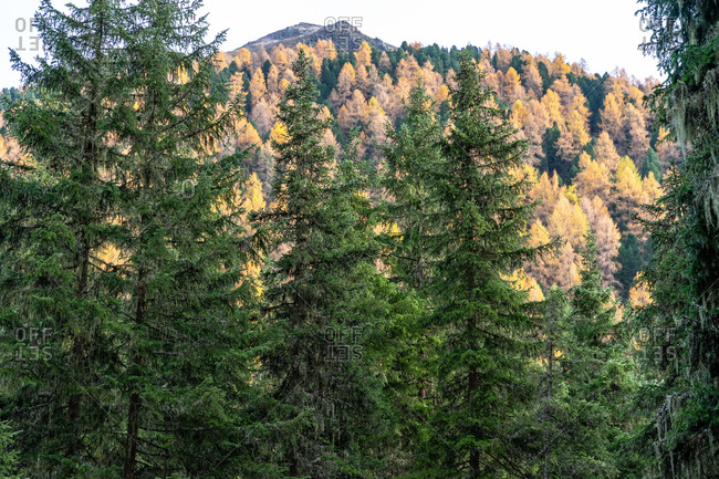 Europe, Austria, Tyrol, Stubai Alps, Sellrain, St. Sigmund im Sellrain, autumn colored mountain forest in Sellrain