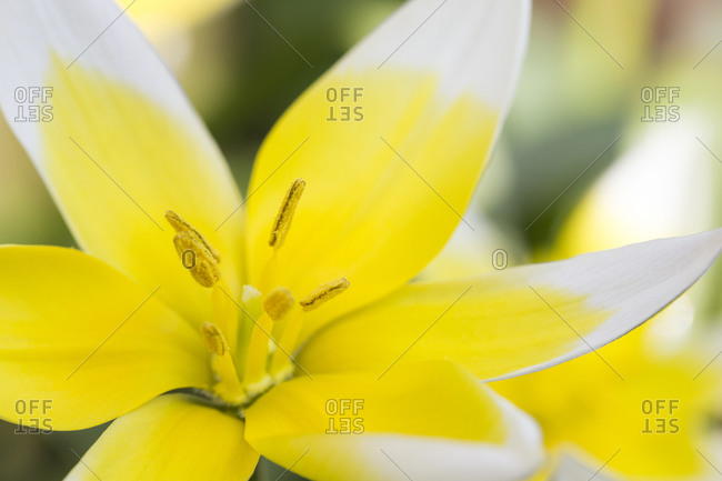 Tarda tulip flower, close up