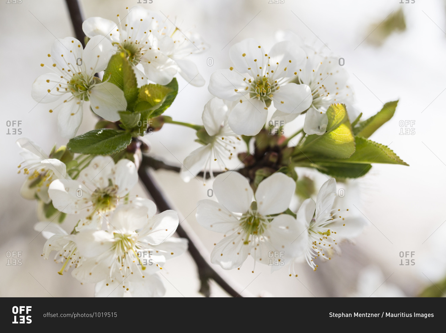 Sour cherry blossoms on a sunny spring day, Prunus cerasus, sour cherry