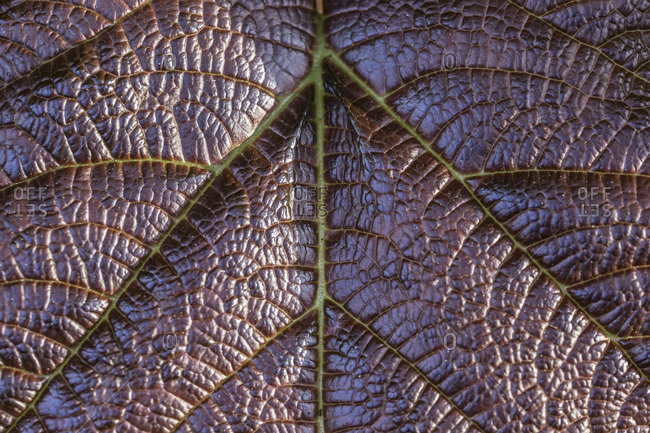 Leaf veins of a purple leaf