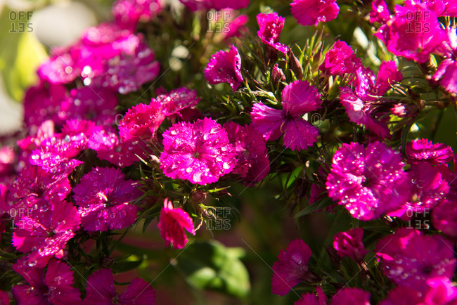 Close up of pink carnations