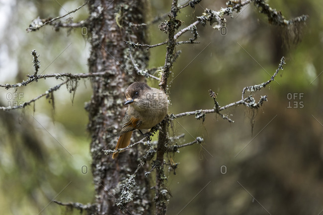Bird perching on pine branch