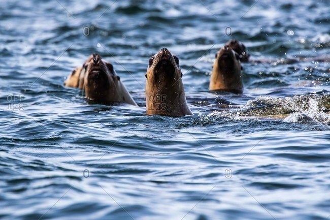 Seals popping up through the surface of the ocean