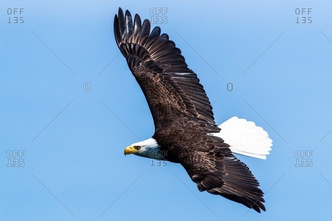 A bald eagle and a raven fly through a blue Alaska sky Stock Photo