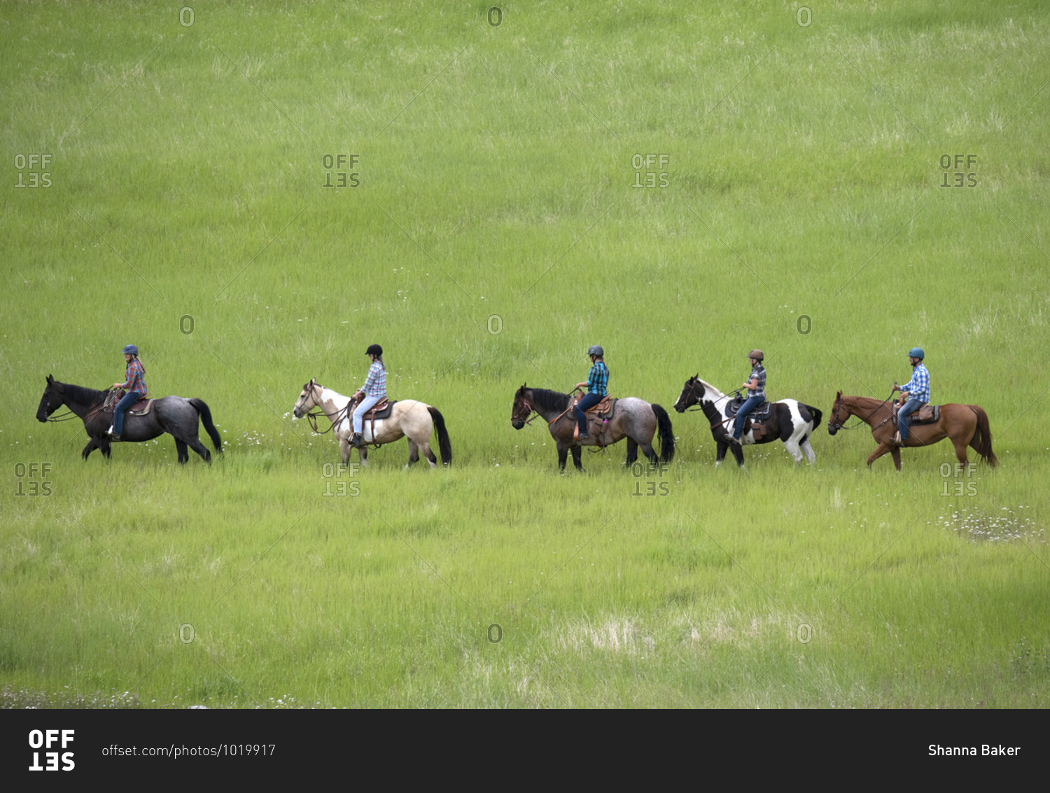 Trail riders on horses in a green field, Merritt, BC