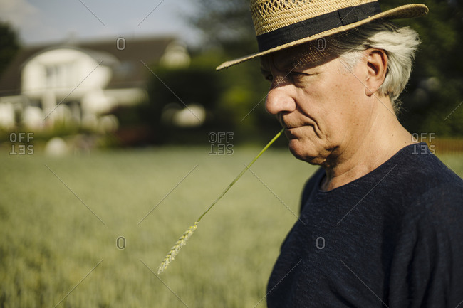 Wrinkled man holding crop in mouth while standing in field