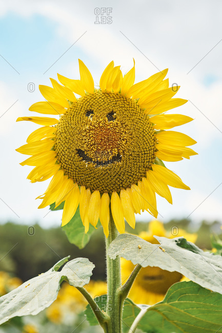 Close-up of sunflower with smiley face in field against sky