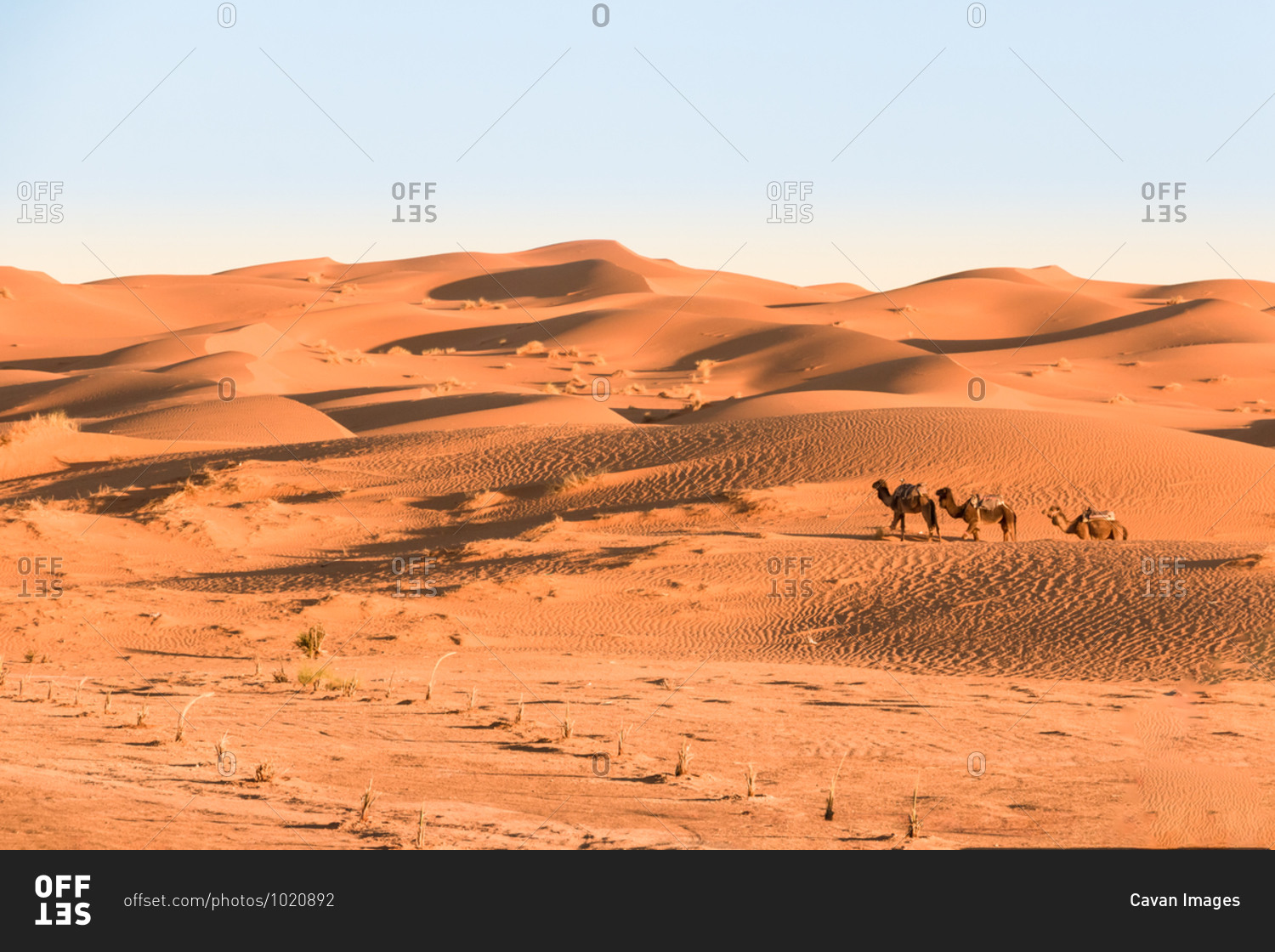 Camels in caravan through the desert dunes of erg chebbi, morocco