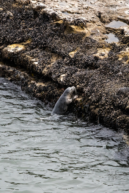 A pacific harbor seal starts climbing onto a rock front the water