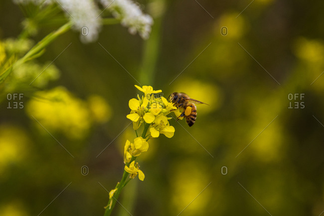 A western honeybee pollinates a flower