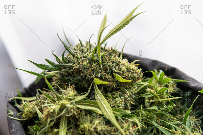 Trimming marijuana buds in close-up. the culture of cultivating