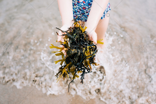 Child holding seaweed collected from the sea at the beach in summer