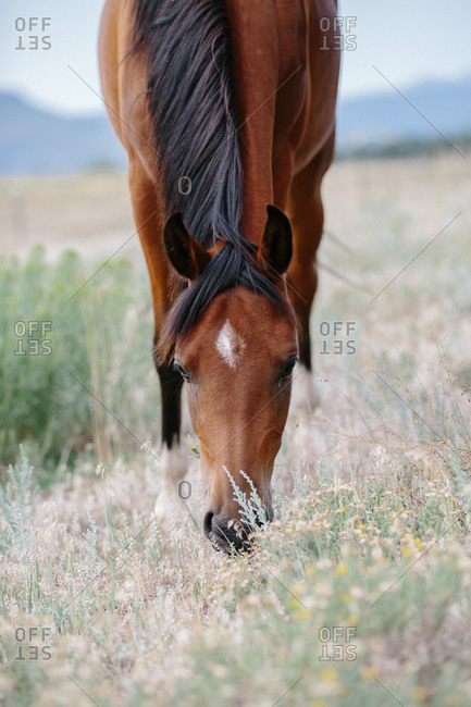 horse head grazing