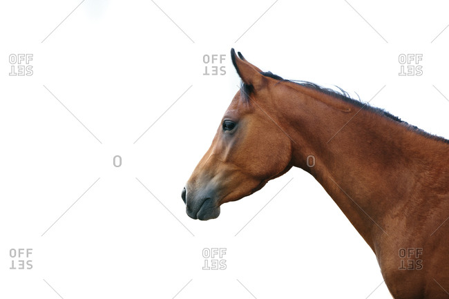 horse face side view