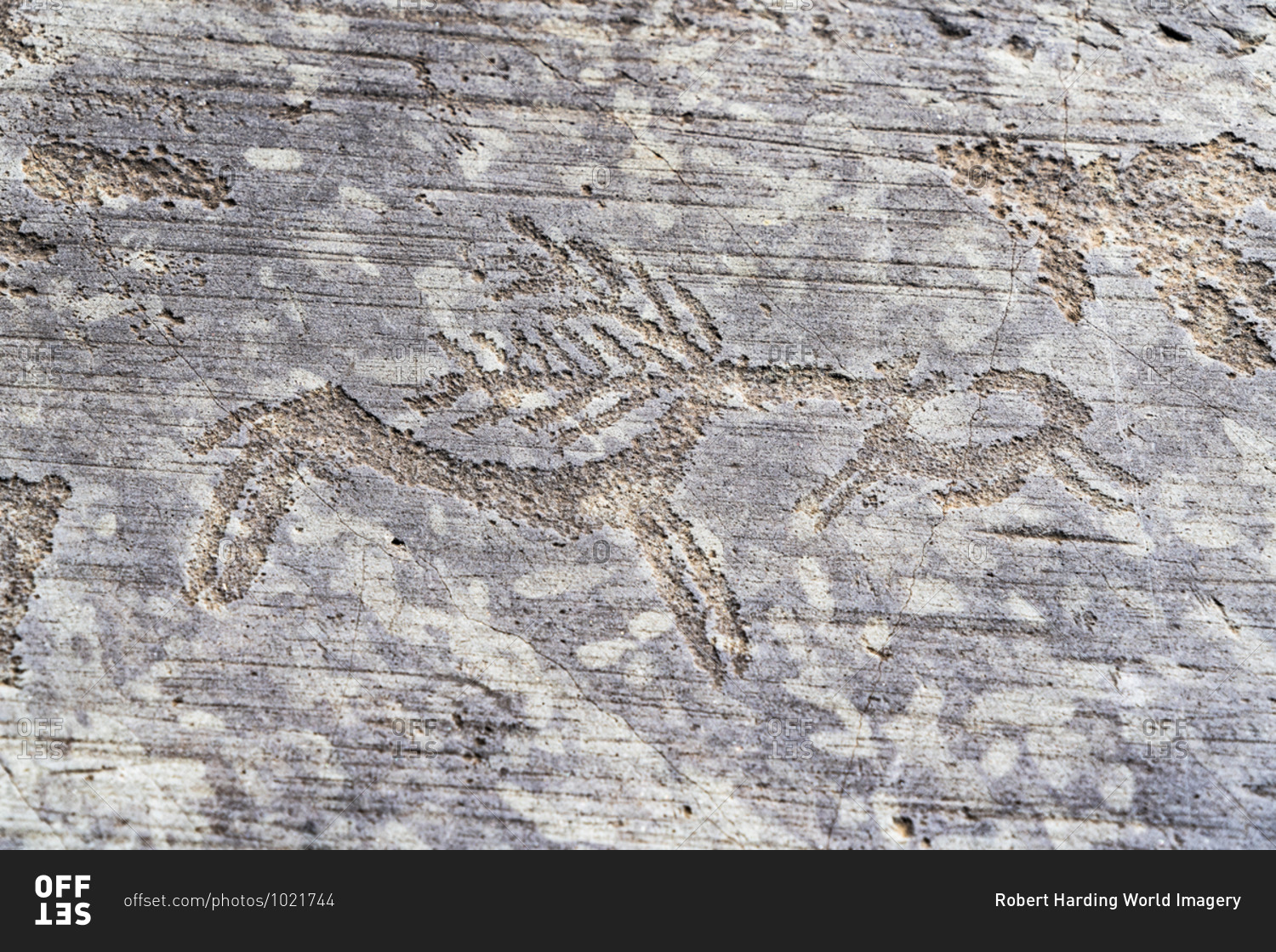 Detail of deer, rock engraving, Naquane National Park, Capo di Ponte, Valcamonica (Val Camonica), Brescia province, Lombardy, Italy, Europe
