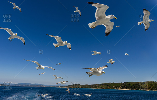 Seagulls (Laridae) flying behind a tourist boat, Mount Athos, Central Macedonia, Greece, Europe