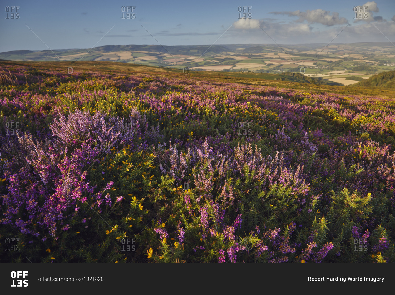 Heather in flower on moorland on Beacon Hill, in the Quantock Hills Area of Outstanding Natural Beauty, Somerset, England, United Kingdom, Europe