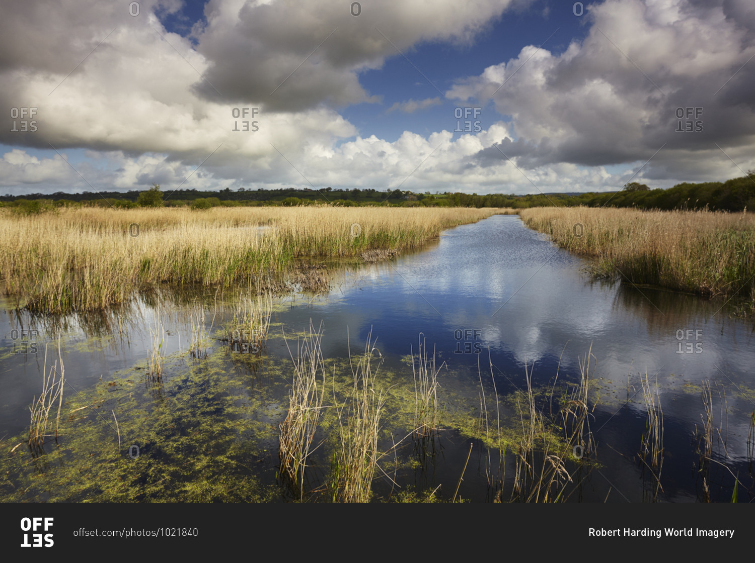 Marshes and reeds at Westhay Moor Nature Reserve, part of the Avalon Marshes, in the Somerset Levels, near Glastonbury, Somerset, England, United Kingdom, Europe