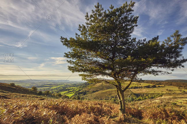 A lone pine tree on a hill called Wills Neck, 384m, highest point in the Quantock Hills, in Somerset, England, United Kingdom, Europe