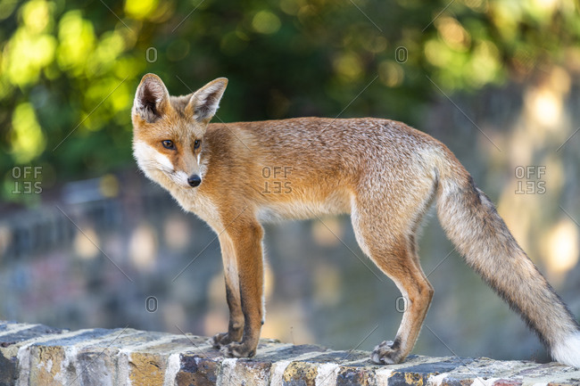 An urban fox cub on a garden wall in London, England, United Kingdom, Europe