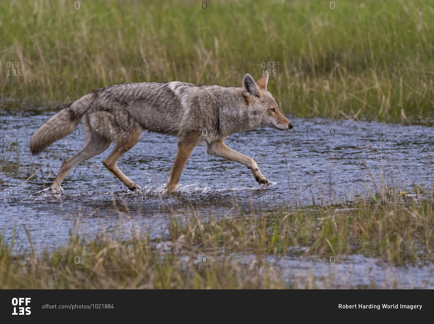 Coyote (Canis latrans) running through a flooded meadow, Banff National Park, UNESCO World Heritage Site, Alberta, Canada, North America