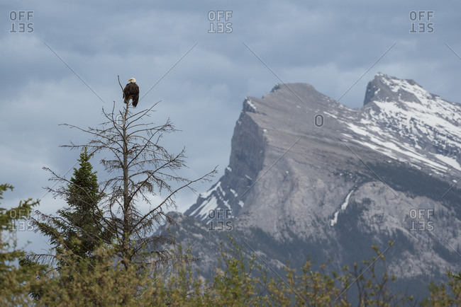 Bald Eagle with Mount Rundle in the background, Banff National Park, UNESCO World Heritage Site, Alberta, Canadian Rockies, Canada, North America