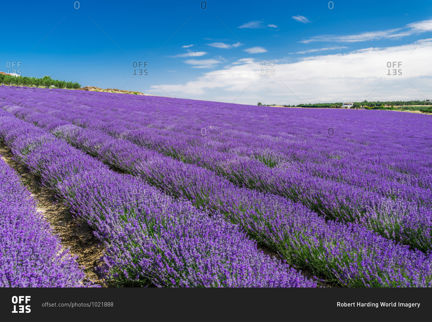 Lavender field with magenta landscape against blue sky with clouds, Greece, Europe