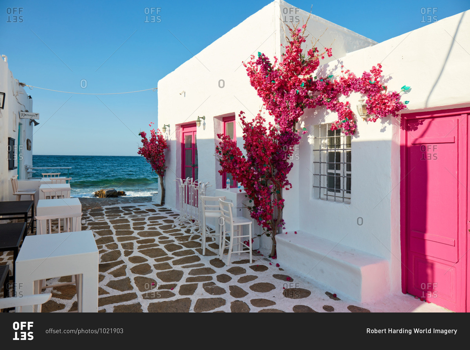 Naoussa, waterfront pink bougainvillea in bloom, Paros, Cyclades Islands, Greek Islands, Greece, Europe