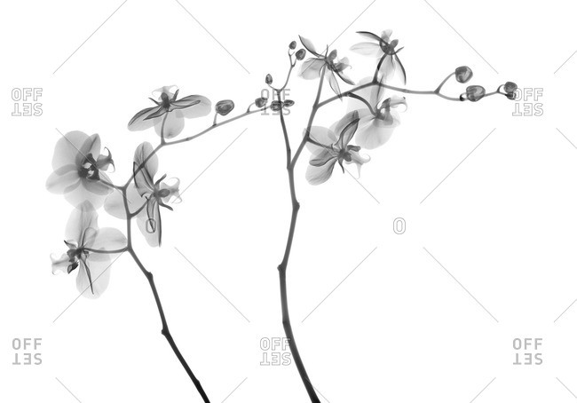 X-ray of Orchid stems (Phalaenopsis sp.)