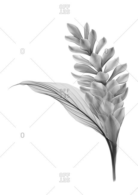 Red ginger flower and leaf, X-ray.