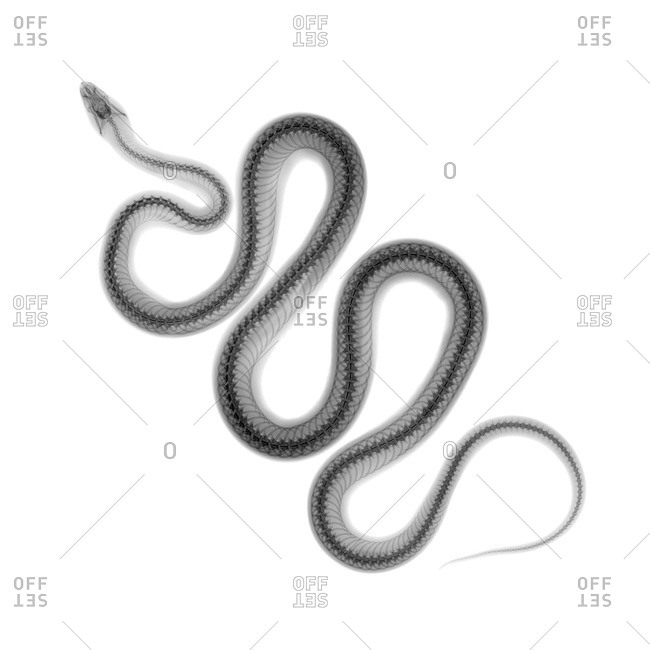 X-ray of a snake on white