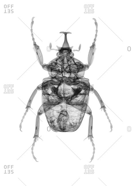 X-ray of a beetle (Fornasinius russus).