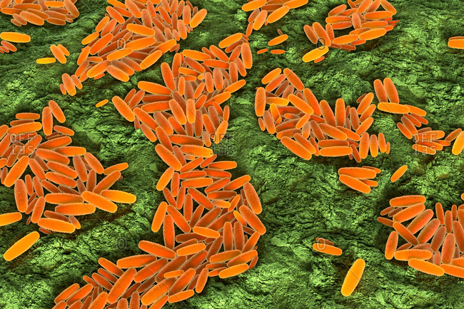 3d illustration of Pasteurella multocida bacteria.