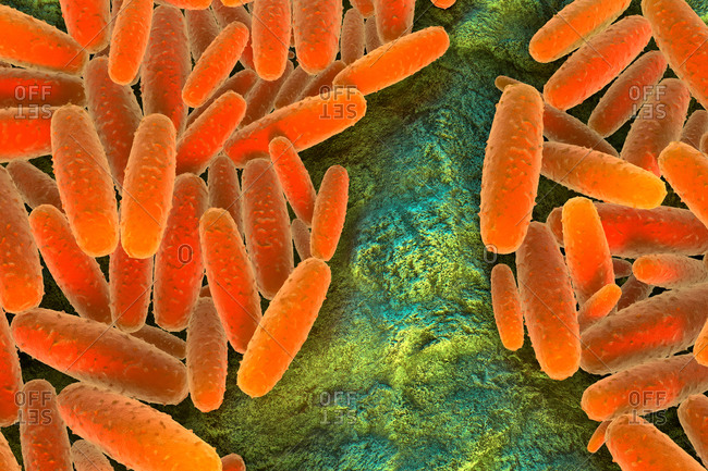 3d illustration of Pasteurella multocida bacteria.