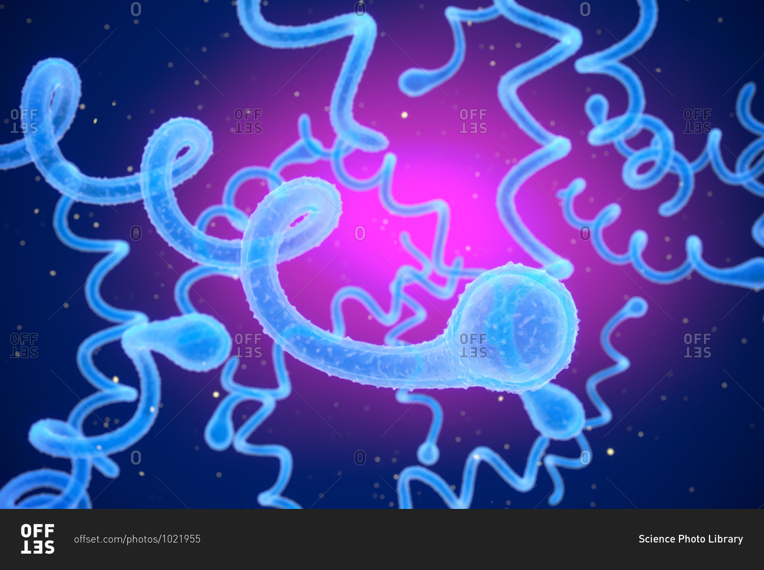 3d-illustration-of-spirochaete-borrelia-bacteria-the-cause-of-lyme