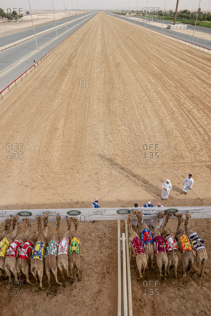 Dubai, United Arab Emirates - April 7, 2018: View of the Al Marmoom Racing Track at the Dubai Camel Racing Club and track Camels and drivers at the start of the track