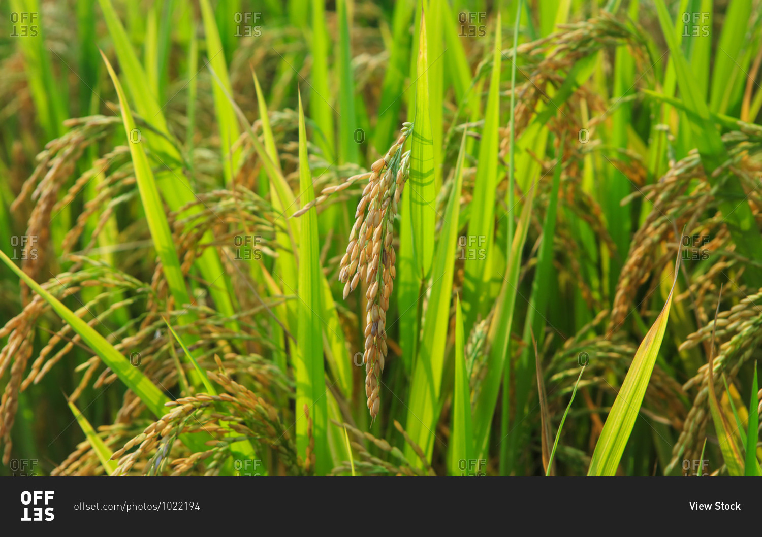 Rice grain feature close up shot