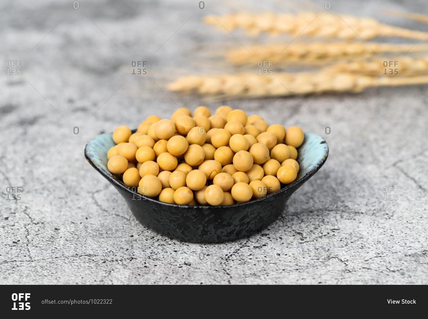 Shot of a soybean in a dish