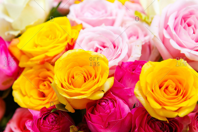 Colorful roses features close up shot