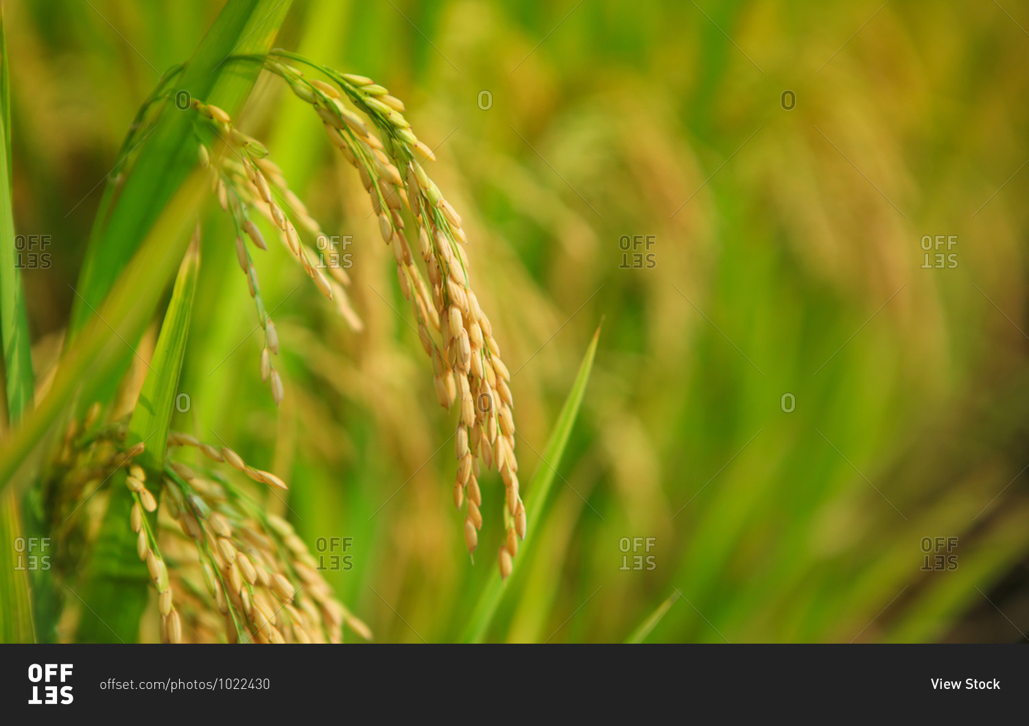Rice grain feature close up shot