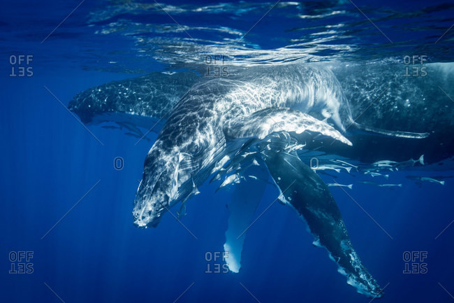Humpback whales swimming, underwater view