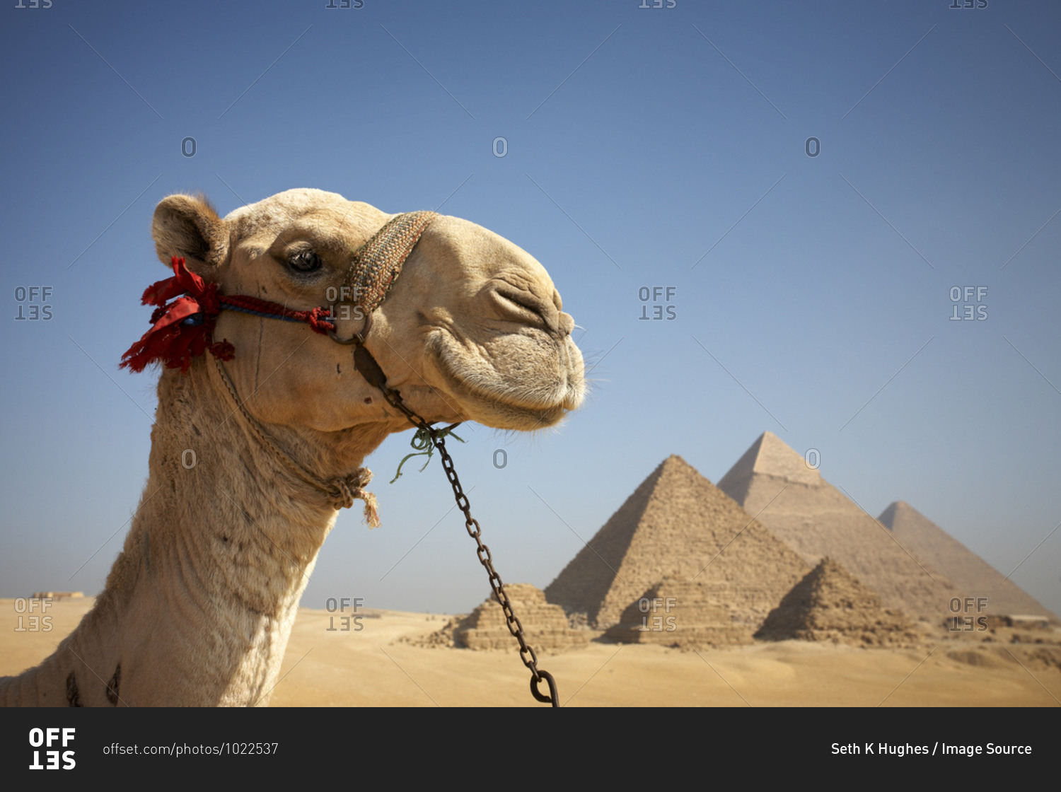 Portrait of a camel in front of the pyramids of Giza, Egypt