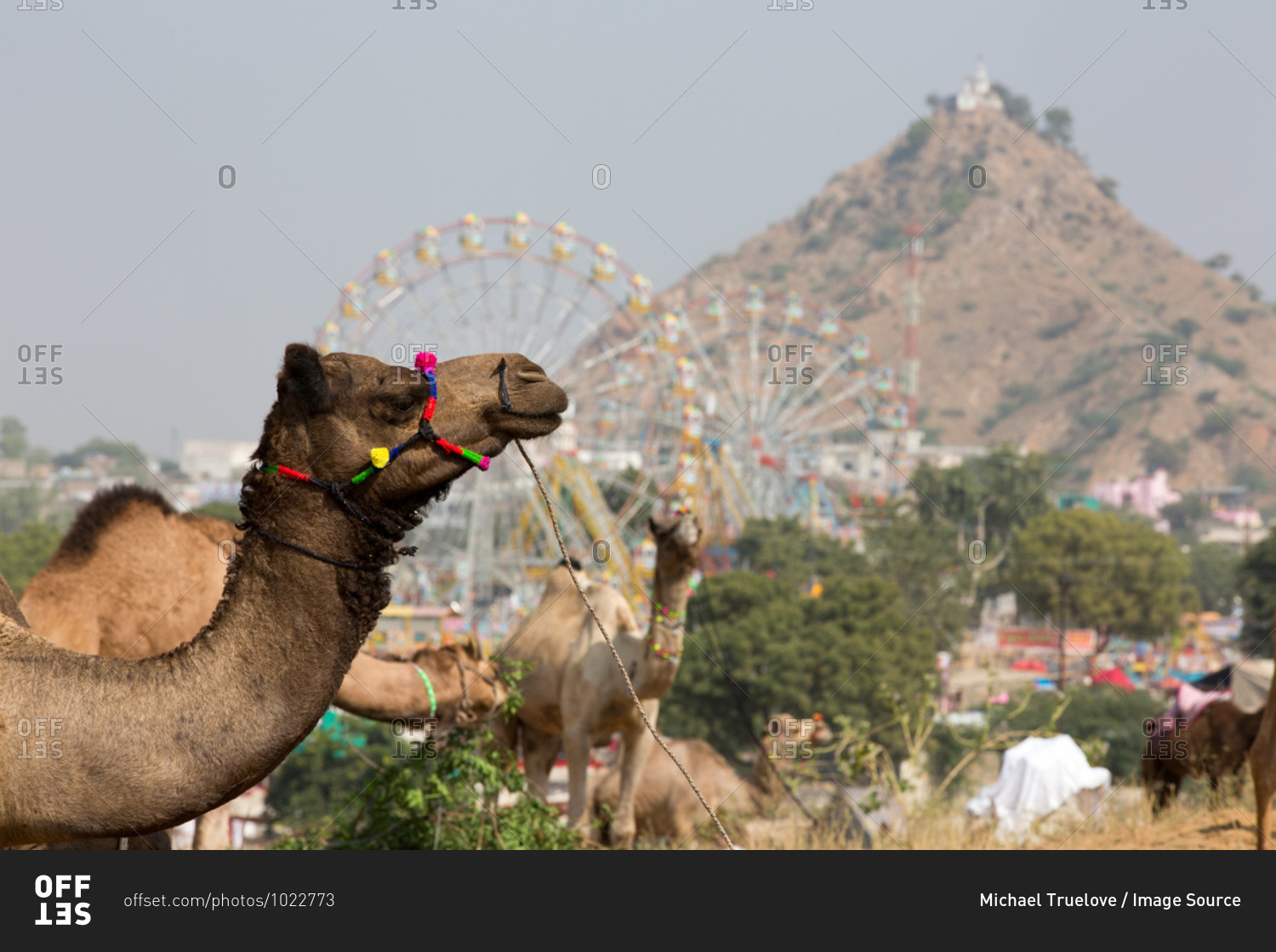 Camel wearing multicolored halter at Pushkar Camel Fair, Pushkar, Rajasthan, India