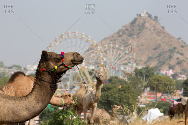 Camel wearing multicolored halter at Pushkar Camel Fair, Pushkar, Rajasthan, India