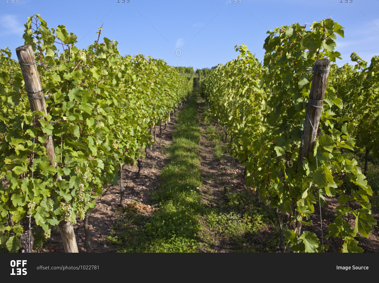 Vineyard in Riquewihr, Alsace, France