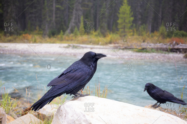 Two ravens near a river in Banff National Park, Alberta, Canada