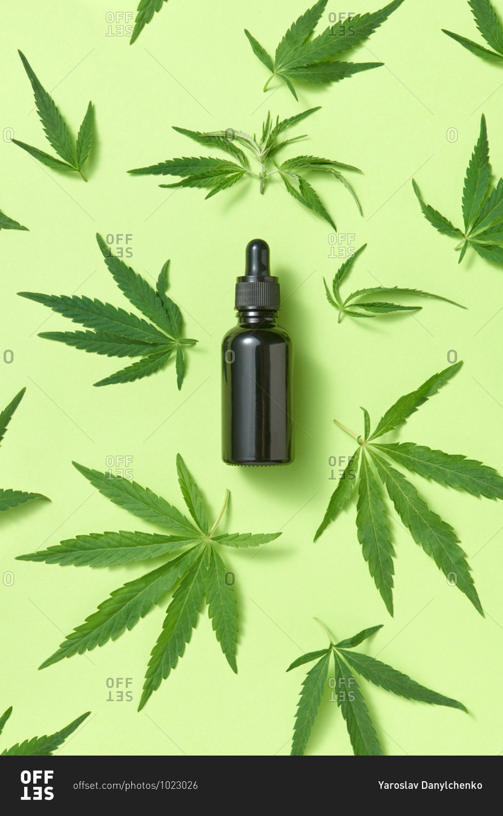 Natural extract CBD oil from leaves medicinal cannabis.